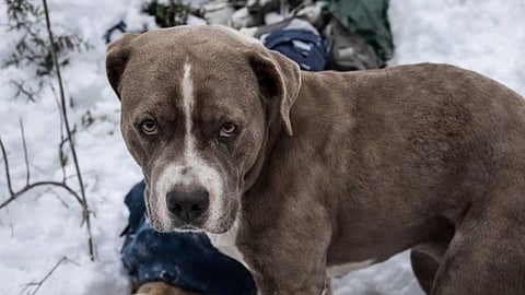 കനത്ത മഞ്ഞുവീഴ്ചയിലും ഉടമയുടെ മൃതദേഹത്തിനരികിൽ നിന്നും മാറാതെ പിറ്റ്ബുൾ നായ നിന്നത് 4 ദിവസം