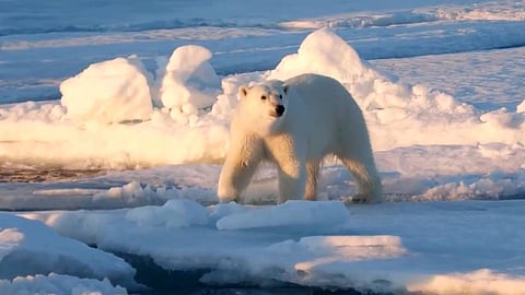 ചില്ലാണ് ധ്രുവക്കരടികൾ ; മഞ്ഞുരുകുമ്പോഴും ഹെൽത്തി കുട്ടന്മാരായിരിക്കുന്നുവെന്ന് പഠനം