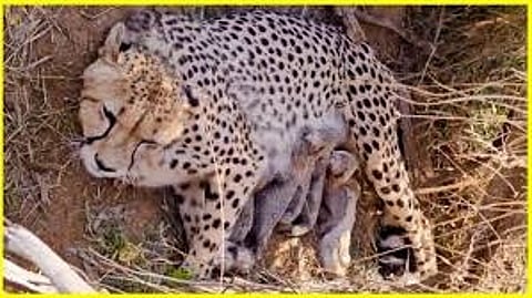 ജ്വാല കുഞ്ഞുങ്ങൾക്കൊപ്പം