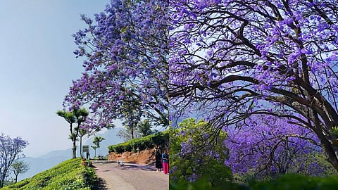 ജക്രാന്തകള് തീര്ത്ത വയലറ്റ് വിസ്മയം; ഇതാണ് ഈ വസന്തത്തിലെ മൂന്നാര്