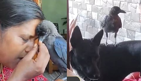 വളര്ത്തു നായ്ക്കളായ ടോമിയുടെയും ലൂയിയുടെയും ഉറ്റ ചങ്ങാതി; രാജി വിളിച്ചാല് പറന്നെത്തും; കൗതുകമായി കാക്ക | വീഡിയോ