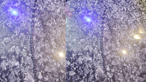 കോടാലിയിലെ വീട്ടിൽ വീണ്ടും പാമ്പ്; അഞ്ചാമത്തെ പാമ്പിനെ കണ്ടെത്തിയത് ശുചിമുറിയിൽ