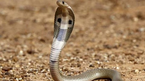 Let's try not to let snakes get inside the house