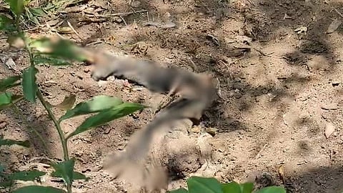 Nedumkandam double murder: Mystery also lurks in the disappearance of Marykutty's husband