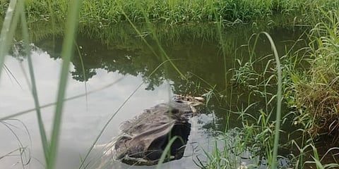 ഭാരതപ്പുഴയിൽ വീണ്ടും പോത്തിൻ്റെ അഴുകിയ ജഡം കണ്ടെത്തി