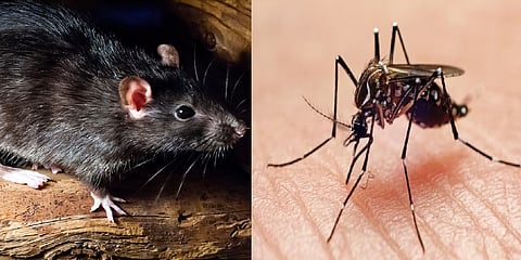 മഴക്കൊപ്പം ഉയരുന്ന പകർച്ചവ്യാധികൾ; കൊച്ചിയിൽ പ്രതിദിനം ആശുപത്രിയിലെത്തുന്നത് 500ലധികം ആളുകൾ