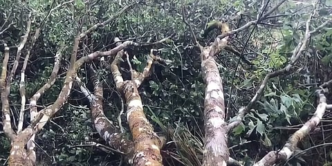 വയനാട്ടിൽ 20 വര്ഷം പഴക്കമുള്ള ചന്ദനമരം മോഷണം പോയി