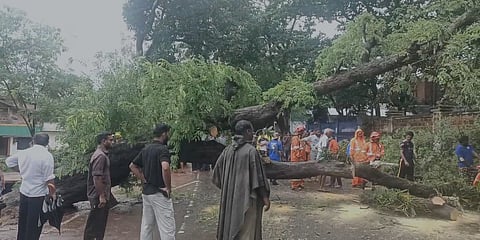 ചെർപ്പുളശ്ശേരിയിൽ സ്കൂളിന് മുന്നിൽ കൂറ്റൻ മരം കടപുഴകി വീണു; ഒൻപത് വിദ്യാർഥികൾക്ക് പരിക്ക്