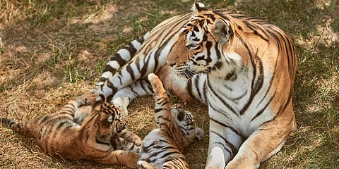 ഒറ്റ പ്രസവത്തിൽ മൂന്ന് കുഞ്ഞുങ്ങൾ; കൗതുകമായി ഗ്വാളിയർ മൃഗശാലയിലെ കടുവക്കുട്ടികൾ
