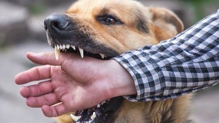 അഞ്ചു മാസത്തിനിടെ പേവിഷബാധയേറ്റ് സംസ്ഥാനത്ത് മരിച്ചത് 13 പേർ; ജീവൻ നഷ്ടമായവരിൽ 10 പേരും പ്രതിരോധ കുത്തിവയ്പ്പെടുക്കാത്തവർ