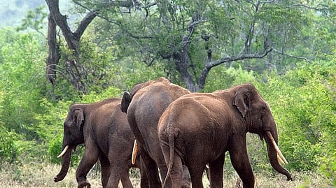 വെങ്ങൂരിൽ വീണ്ടും കാട്ടാനക്കൂട്ടം; രണ്ടാഴ്ചയ്ക്കിടെ ആനയിറങ്ങുന്നത് ഇത് നാലാം തവണ