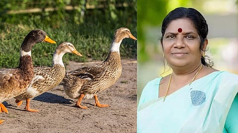 പക്ഷിപ്പനി: ആലപ്പുഴയില് 2025 വരെ താറാവടക്കമുള്ള പക്ഷി വളര്ത്തലിന് നിരോധനം വേണ്ടിവരും: ചിഞ്ചുറാണി