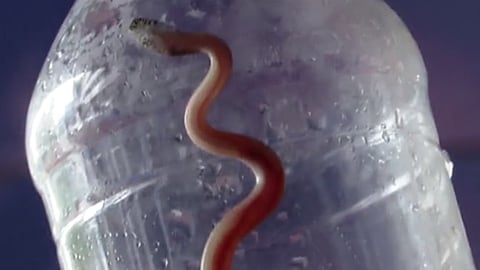 യുവതിയെ കടിച്ചെന്ന് കരുതുന്ന പാമ്പ്