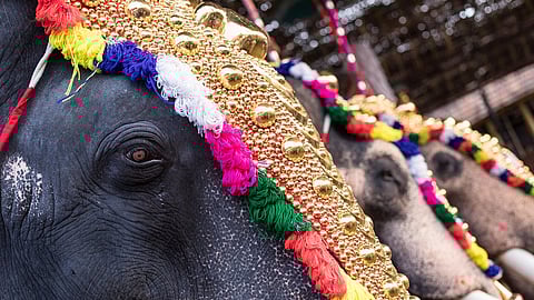 ഉത്സവകാലത്തെ ആനയെഴുന്നള്ളിപ്പ്: കൃത്യമായ മാർഗനിർദേശങ്ങൾ പുറത്തിറക്കണമെന്ന് സർക്കാരിനോട് ഹൈക്കോടതി