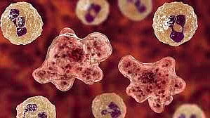 കണ്ണൂരിൽ മൂന്നര വയസുകാരന് അമീബിക് മസ്തിഷ്ക ജ്വരം