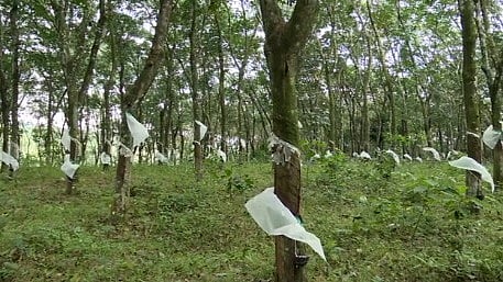 വീണ്ടും അവഗണന; കേന്ദ്ര ബജറ്റിൽ റബ്ബർ കർഷകർക്ക് കടുത്ത നിരാശ