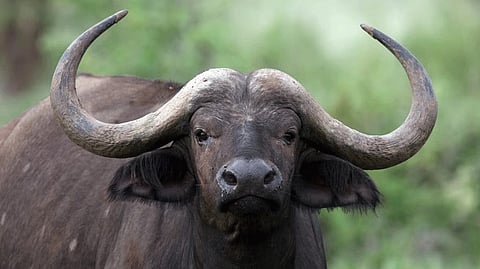 തിരുവനന്തപുരത്ത് പരിഭ്രാന്തി പരത്തിയ കാട്ടുപോത്തിനെ മയക്കുവെടി വെച്ച് നീക്കി