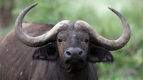 പ്രതീകാത്മക ചിത്രം