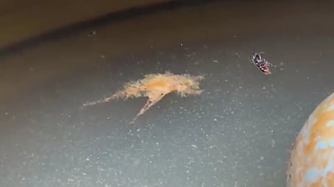 കുടിവെള്ളത്തിൽ പ്രത്യക്ഷപ്പെട്ട ചത്ത എലിയുടെ അവശിഷ്ടം