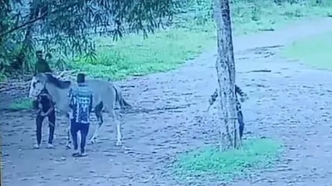 കുതിരയെ കെട്ടിയിട്ട് തല്ലുന്നതിൻ്റെ ദൃശ്യങ്ങൾ