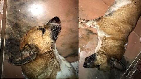 അടിയുടെ ആഘാതത്തിൽ തലച്ചോറ് പുറത്ത് വന്നു; തിരുവല്ലയിൽ വളർത്തുനായക്ക് ക്രൂര ആക്രമണം