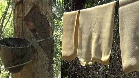 കർഷകർക്ക് ആശ്വാസം; റബ്ബർ വില സർവകാല റെക്കോഡിലേക്ക്