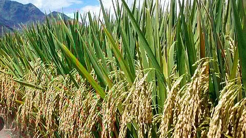 കര്ഷകര്ക്ക് ആശ്വാസം; നെല്ല് സംഭരണത്തിന് 50 കോടി രൂപ അനുവദിച്ച് സംസ്ഥാന സർക്കാർ