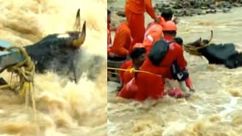 വയനാട് പുന്നപ്പുഴയിലെ പ്രതീക്ഷയുടെ കാഴ്ച;
മലവെള്ളപ്പാച്ചിലിൽ പെട്ട പശുവിനെ അതിസാഹസികമായി രക്ഷപ്പെടുത്തി ഫയർഫോഴ്സ്