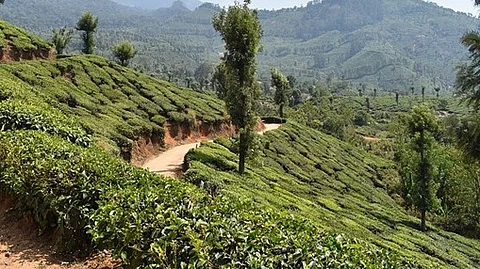 മൂന്നാറിലെ ജനവാസ മേഖലയിൽ വീണ്ടും കാട്ടാനയും കാട്ടുപോത്തുമിറങ്ങി