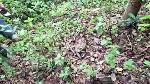 പത്തനംതിട്ടയിൽ റബർ തോട്ടത്തിൽ അസ്ഥികൂട ഭാഗങ്ങൾ; മനുഷ്യൻ്റേതെന്ന് പ്രാഥമിക നിഗമനം