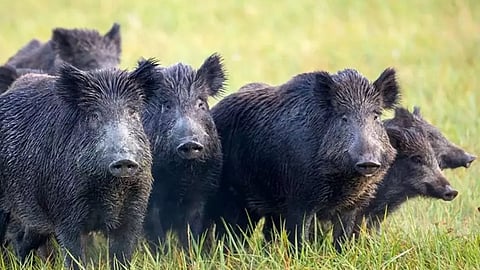 "നഷ്ടം ലക്ഷങ്ങൾ, കൃഷിയിൽ നിന്ന് പിന്തിരിയേണ്ടി വരും"; ചെങ്ങന്നൂരിലെ കർഷകരെ ഗതികേടിലാക്കി കാട്ടുപന്നി ശല്യം