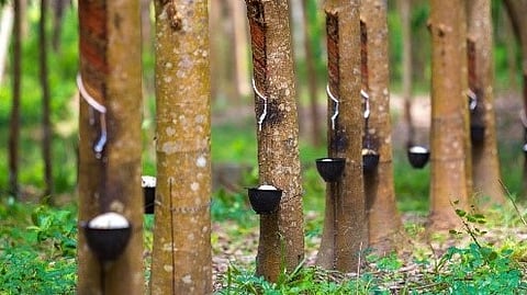 റബർ കർഷകർക്ക് തിരിച്ചടി; വരും ദിവസങ്ങളിലും വില ഇടിയാന് സാധ്യത