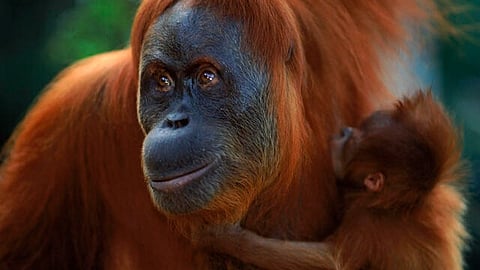 ഒന്നെടുത്താൽ ഒന്ന് ഫ്രീ; പാം ഓയിൽ വാങ്ങുന്നവർക്ക് ഒറാങ്ങൂട്ടാനെ ദത്തെടുക്കാൻ അവസരമൊരുക്കി മലേഷ്യ