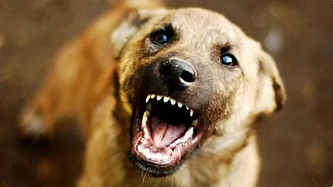 STRAY DOG