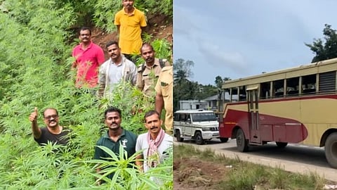 ചേർത്തലയിലും അട്ടപ്പാടിയിലും വൻ കഞ്ചാവ് വേട്ട