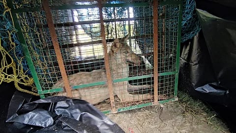 ആറ് കുട്ടികളുടേതടക്കം ഏഴ് പേരുടെ ജീവനെടുത്തു; 72 മണിക്കൂറിന് ശേഷം കൊലയാളി ചെന്നായ പിടിയിൽ