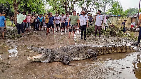 കനത്ത മഴയ്ക്കൊപ്പം ഗുജറാത്തിനെ വലച്ച് മുതലകൾ; 5 ദിവസത്തിനിടെ പിടികൂടിയത് 10 മുതലകളെ