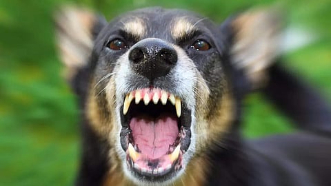 കൊയിലാണ്ടിയിൽ തെരുവുനായ ആക്രമണം;
അഞ്ച് പേർക്ക് പരിക്ക്