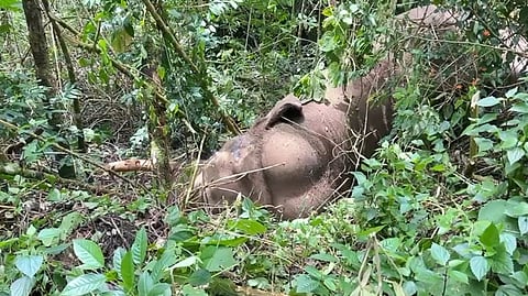 കൊമ്പുകോർത്ത് മുറിവാലൻ കൊമ്പനും ചക്ക കൊമ്പനും; അടിതെറ്റി മുറിവാലൻ