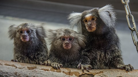 തെക്കേ അമേരിക്കയിലെ ഒരു വിഭാഗം കുരങ്ങുകളാണ് മാർമൊസെറ്റുകൾ