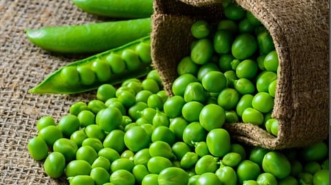 കുറഞ്ഞ കലോറി, പ്രോട്ടീനും നാരുകളും; ആരോഗ്യ സംരക്ഷണത്തിൽ ഗ്രീൻ പീസ് ഹീറോ