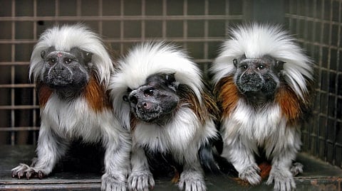 മർമോസെറ്റ് കുരങ്ങുകൾ