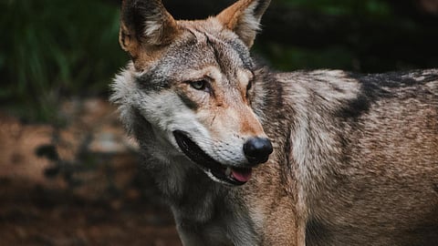 ബഹ്റൈച്ചിൽ ഭീതി പടർത്തി വീണ്ടും ചെന്നായ ആക്രമണം; മൂന്ന് വയസുകാരിയെ കടിച്ചു കൊന്നു