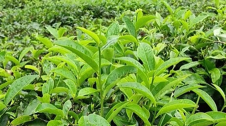 കാലാവസ്ഥ വ്യതിയാനം ചതിച്ചു: തേയില ഉല്പ്പാദനത്തില് ഇടിവ്; കർഷകർ പ്രതിസന്ധിയില്