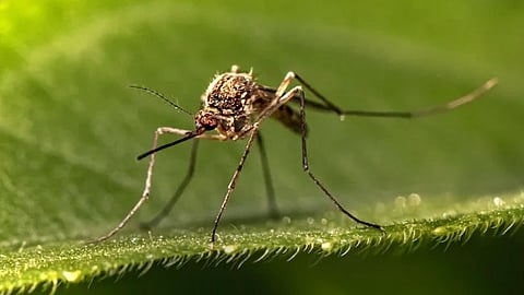 ഡെങ്കിപ്പനിയെ പകർച്ചവ്യാധിയായി പ്രഖ്യാപിച്ച് കർണാടക; നിയമങ്ങൾ പാലിച്ചില്ലെങ്കിൽ പിഴ ഈടാക്കാനും തീരുമാനം