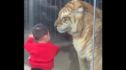 കൊച്ചുകുട്ടിയുമായി കളിച്ച് കടുവ; വൈറലായി വീഡിയോ