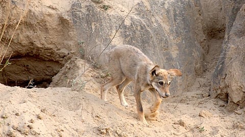 നരഭോജികളായി മാറുന്ന ചെന്നായ്ക്കൾ; ഉത്തർപ്രദേശിലെ ആക്രമണങ്ങൾക്ക് പിന്നിൽ പ്രതികാരമോ?