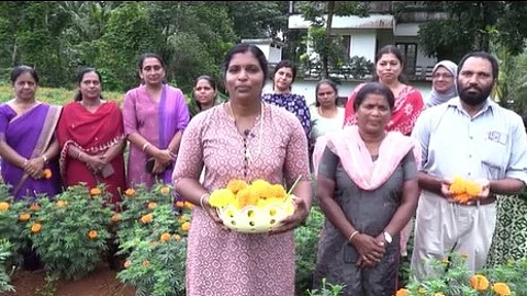 മണ്ണിൽ പൊന്നു വിളയിച്ച് കോതമംഗലം സ്വദേശികൾ; പോത്താനിക്കാടിൽ വിജയഗാഥ തീർത്തത് മഞ്ജുവും മല്ലികയും
