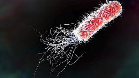 കോഴിക്കോട് വടക്കുമ്പാട് സ്കൂളില് മഞ്ഞപ്പിത്തം വര്ധിക്കുന്നു; 11 വിദ്യാര്ഥികള്ക്ക് കൂടി രോഗം; ഇതുവരെ 72 പേര് ചികിത്സയില്
