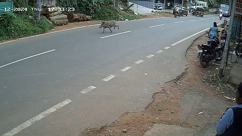 തിരുവനന്തപുരം വെള്ളറടയിൽ കൂട്ടം തെറ്റിയെത്തി മൂന്ന് കാട്ടുപന്നികൾ; ആക്രമണത്തിൽ ഒരാൾക്ക് പരിക്ക്